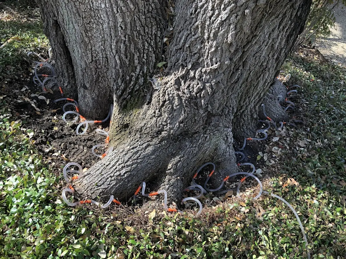 Detailed Tree Cabling and Bracing job site in Meadowview