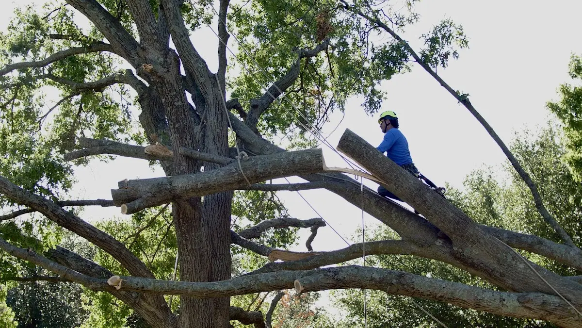 Professional Crown Thinning performed by certified arborists in Meadowview