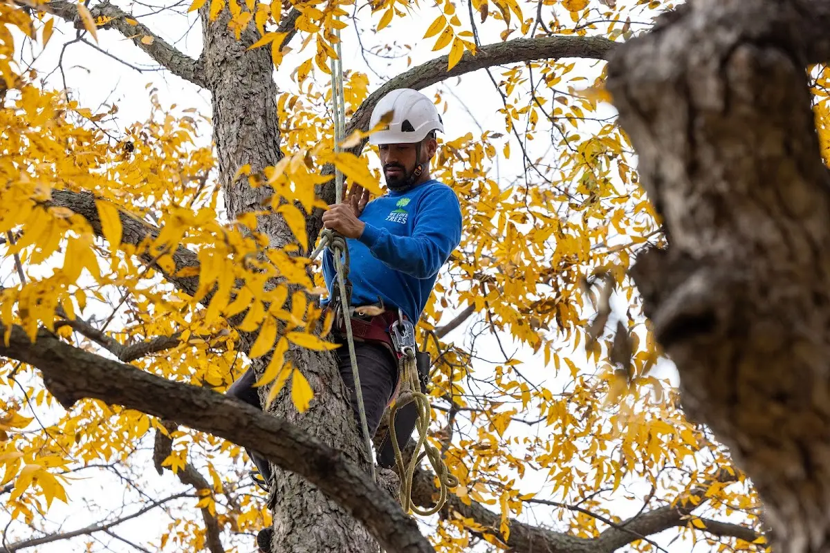 Skilled Tree Transplanting crew working in Meadowview